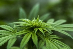 marijuana breathalyzer and drug testing